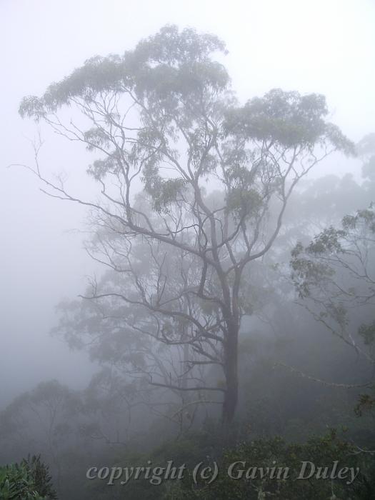 Fog, Point Lookout IMGP8769.JPG